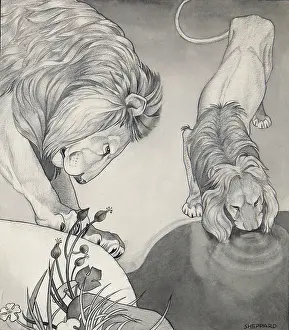 Mane: Lions drinking from a still pool