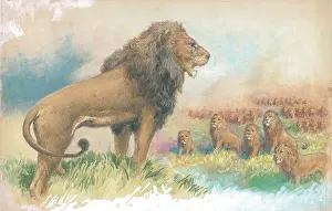 Rankin: Lions