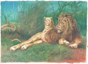 Rankin: Lions