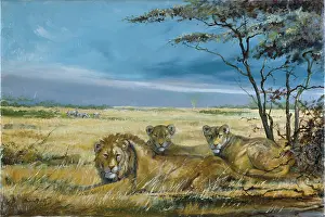 Silvia: Lions at Rest ' lion and two lionesses