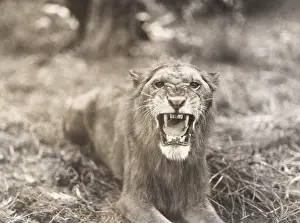Fangs: Lion's roar