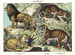 Naturgeschichte: Lions, tiger and jaguar