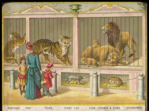 Caged: LIONS AND TIGERS ZOO
