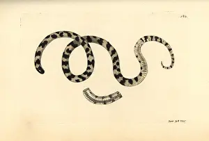 Miscellany: Liophis poecilogyrus snake