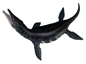 Plesiosaur: Liopleurodon aquatic reptile, side view on white background
