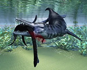 Plesiosaurus: A Liopleurodon attacks a Plesiosaurus