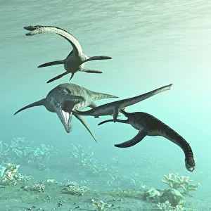 Plesiosaur: A Liopleurodon ferox attacks a group of Cryptoclidus