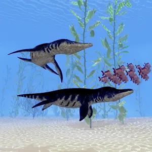 Plesiosaur: Two Liopleurodon marine reptiles chase after a
