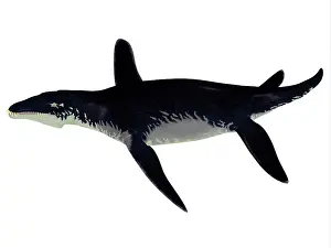 Plesiosaur: Liopleurodon reptile, side view