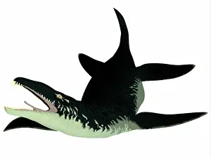 Plesiosaur: Liopleurodon reptile on white background