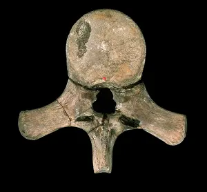 Pliosaur: Liopleurodon vertebra