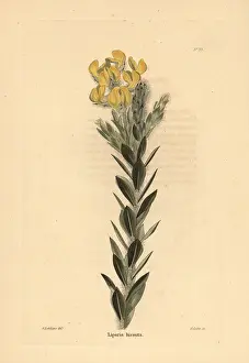 Loddiges: Liparia hirsuta