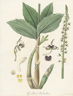 Liverpool Botanic Garden: Liparis nervosa orchid