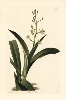 Shotter: Liparis reflexa