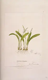 Endeavour: Liparis revoluta