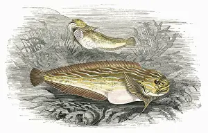 Snail: Liparis, or Sea Snail