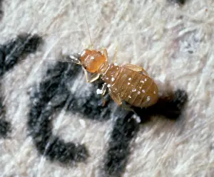 Mould: Liposcelis bostrychophilus, booklouse