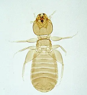 Lice: Liposcelis sp. booklouse