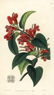 Miniatus: Lipstick plant, Aeschynanthus miniatus
