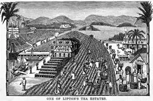 Lipton: LIPTON'S CEYLON ESTATE