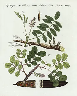 Laxative: Liquorice and carob tree