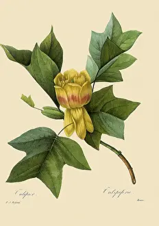 Liriodendron: Liriodendron Tulipifera
