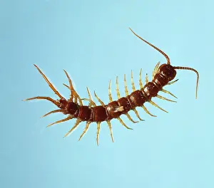 Chilopoda: Lithobius sp. centipede