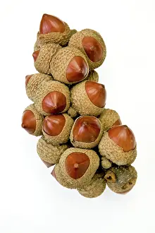 Fagaceae: Lithocarpus, stone oak
