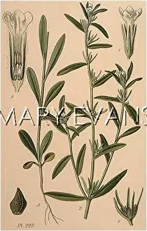 Arvense: LITHOSPERMUM ARVENSE