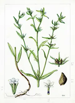 Gwen: Lithospermum arvense - field gromwell