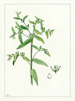 Bentham: Lithospermum officinale - common gromwell