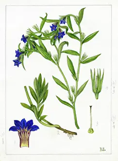 Bentham: Lithospermum purpurocaeruleum
