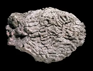 Carbonate: Lithostrotion, coral