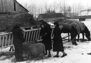Repatriates: Lithuania Germans with cattle, 1941