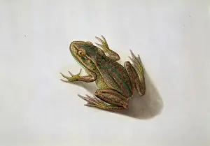 Flinders: Litoria aurea, golden bell frog