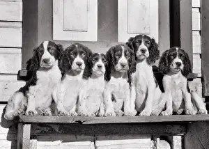 Lineup: A Litter of 6 Springer Spaniel Puppies Posing