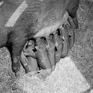 Hogs: Litter Of Duroc Pigs Piglets Sucking
