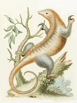 Anteater: Little Anteater