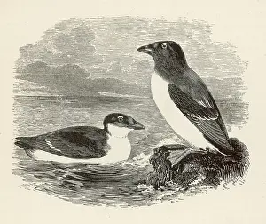 Alle: LITTLE AUK