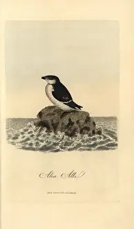 Colorist: Little auk, Alle alle