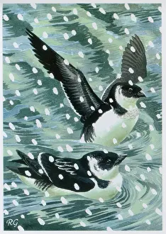 Gillmor: Little Auks