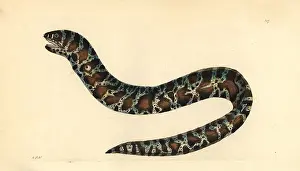Moray: Little banded eel or chain moray, Echidna catenata