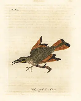 Merops: Little bee-eater, Merops pusillus