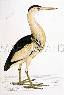 Bittern: LITTLE BITTERN