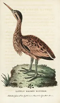 Bittern: Little bittern, Ixobrychus minutus