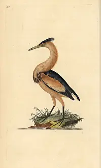 Bittern: Little bittern, Ixobrychus minutus