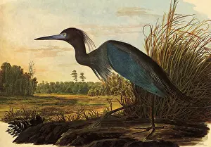 Storks: Little Blue Heron, Florida caerulea
