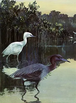 Storks: Little Blue Herons, Egretta caerulea