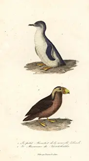 Tufted: Little blue penguin, Eudyptula minor, and