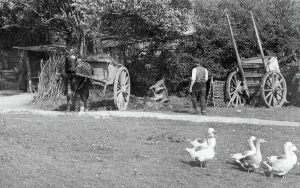 Bookham: Little Bookham, Geese on the Common 1906